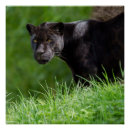 Search for black jaguar posters Big cat