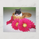 Search for funny mens postcards Cute