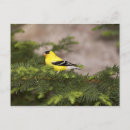 Search for american goldfinch postcards Animal