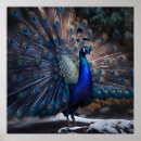 Search for blue feathers posters Animals