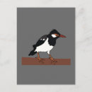 Search for pied postcards Bird