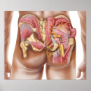 Search for ligaments posters Illustration