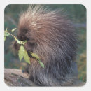 Search for captivity stickers North america