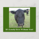 Search for cattle farming postcards Meat