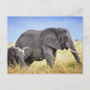 Search for elephant calf postcards Animals in the wild