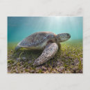 Search for sea turtle postcards Coast