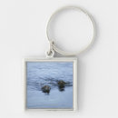 Search for high angle view key rings Swimming