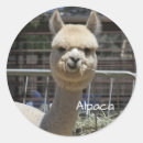 Search for alpacas stickers Cute