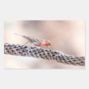 Search for house finch stickers Wildlife