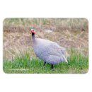 Search for fowl magnets Bird