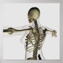 Search for three dimensional posters Human representation
