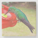 Search for bird watcher coasters Birds