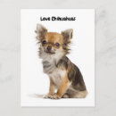 Search for long haired postcards Pet