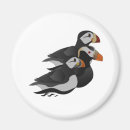 Search for friendly magnets Adorable