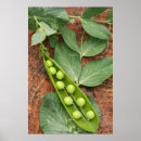 Search for peas in a pod posters Garden