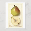 Search for pear postcards Watercolor