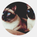 Search for intense stickers Kitten