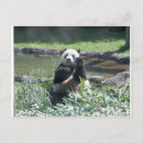 Search for zoo panda postcards Bear