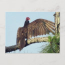 Search for vulture postcards Wings