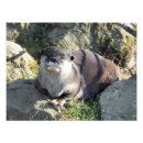 Search for cute otter posters Mustelids