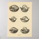Search for zuni posters View