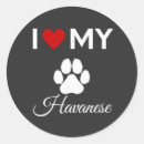Search for havanese dog stickers Puppies