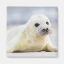 Search for this image magnets Cute