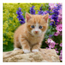 Search for ginger cat posters Animal