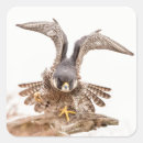 Search for peregrine stickers Nature