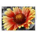Search for blank inside postcards Thank you