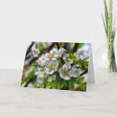 Search for spring tree cards White flowers