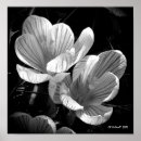 Search for crocus posters Photography