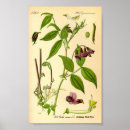 Search for lathyrus Flower