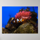 Search for clown fish art Animals