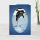 Search for orca whale photography Orcas