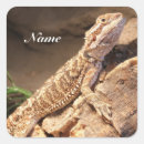 Search for pet reptile stickers Animal