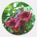 Search for hummingbird stickers Garden