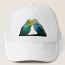 Search for budgie hats Budgerigar