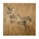 Search for alertness tiles Colour image