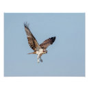 Search for osprey bird posters Raptor
