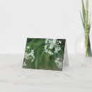 Search for chive photography Chives