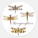 Search for dragonfly wings stickers Insect
