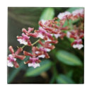 Search for oncidium Flower