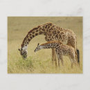 Search for masai mara postcards Giraffe