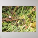 Search for a bugs life posters Insect
