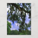Search for spanish moss Trees