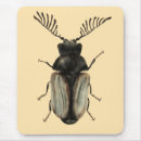 Search for beetles mouse mats Entomology