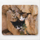 Search for curious mouse mats Kitty