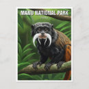 Search for tamarin postcards Monkey