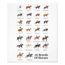 Search for horse breeds posters Illustration